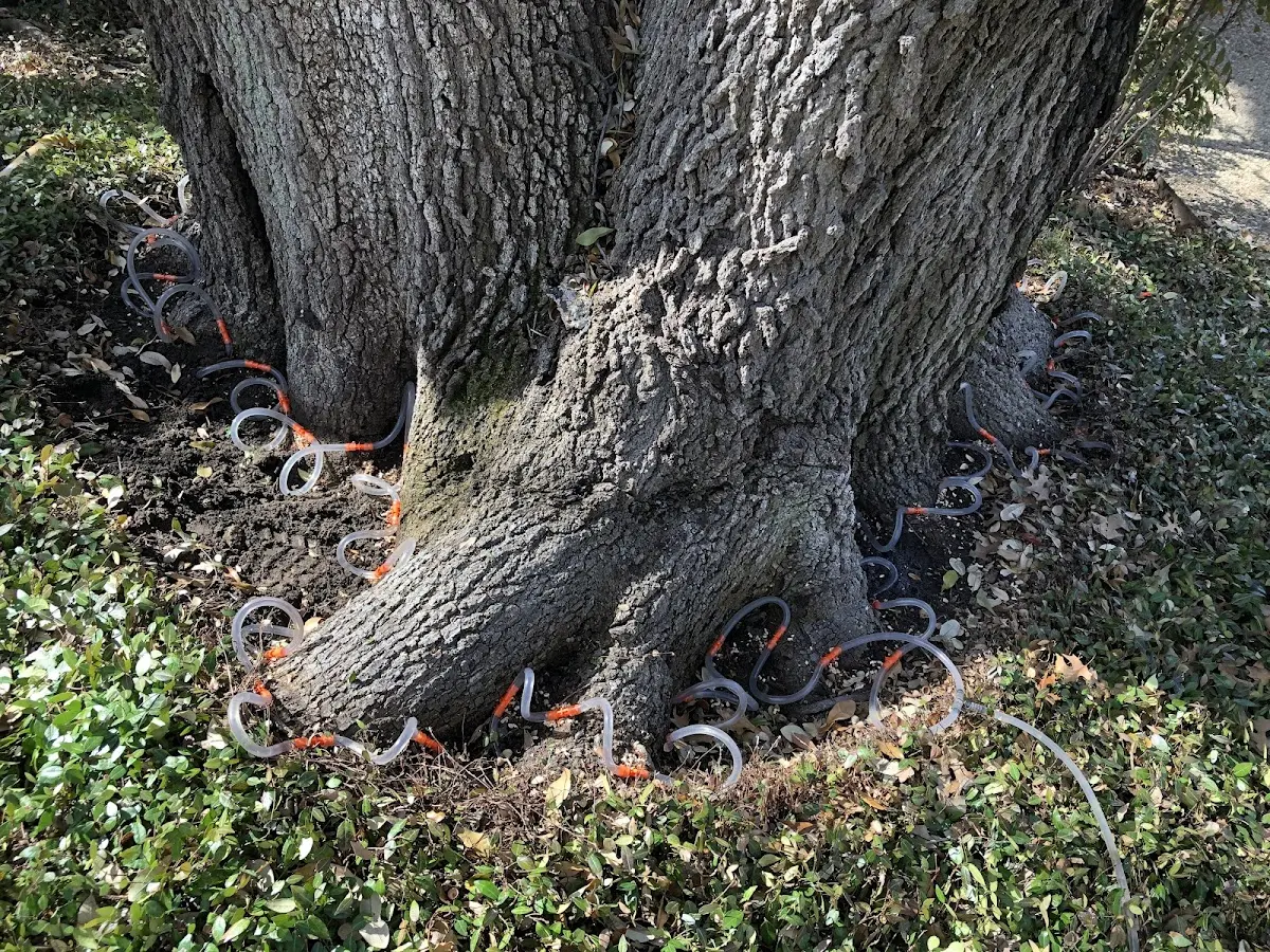 Detailed Tree Cabling and Bracing job site in Carmel Valley