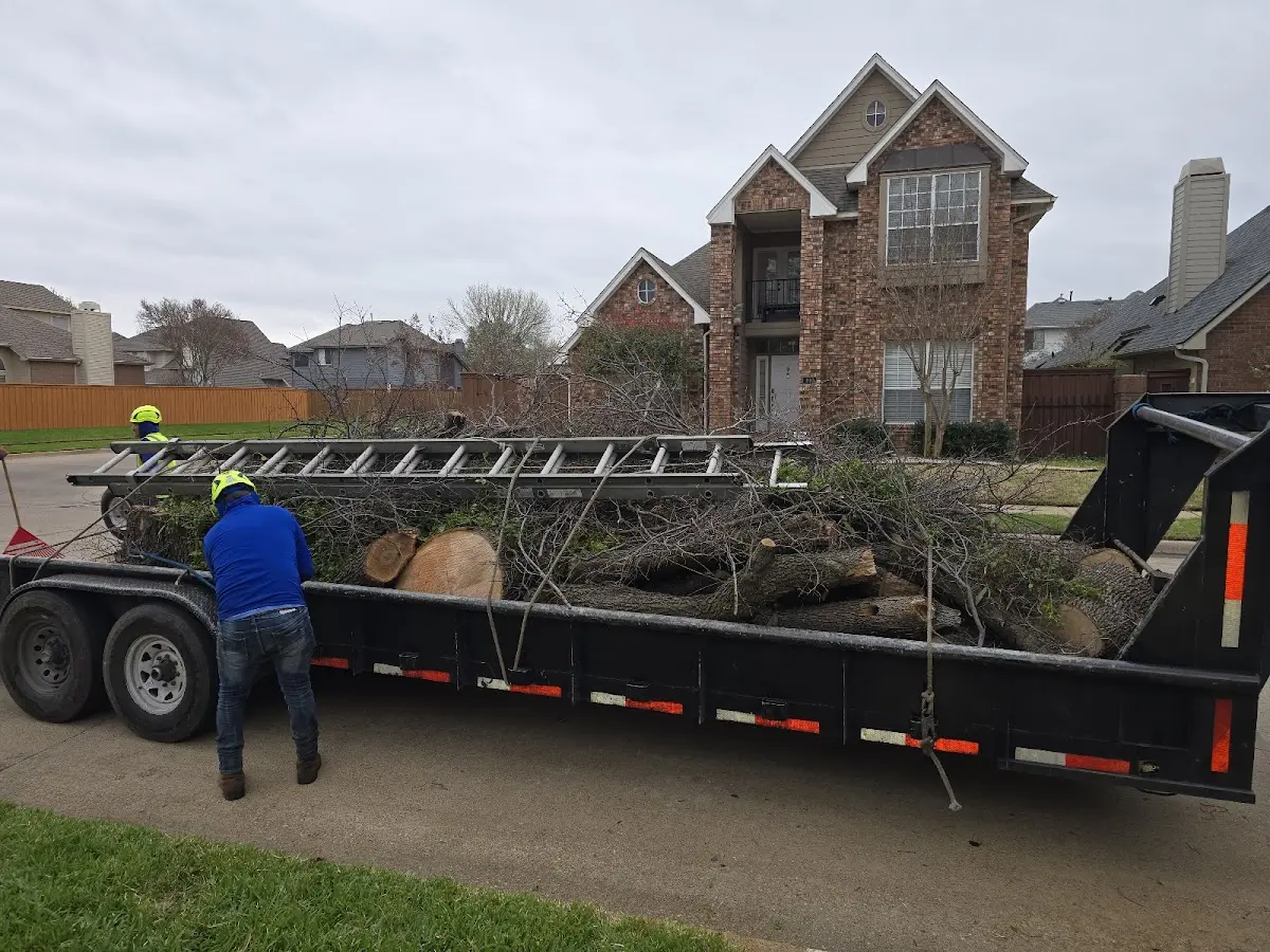 Expert Tree Fertilization with proper safety equipment in Carmel Valley